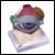 Standard eye model - 8 part